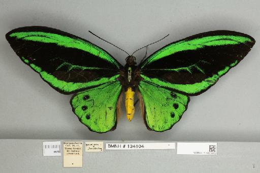 Ornithoptera priamus poseidon Doubleday, 1847 - 013603972__