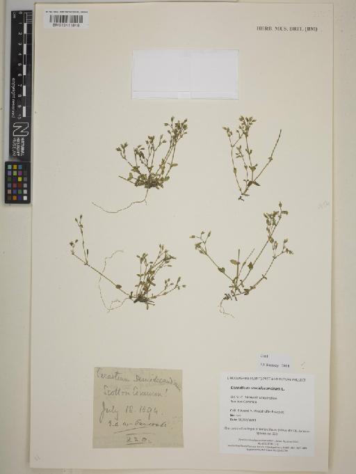 Cerastium semidecandrum L. - BM013411848