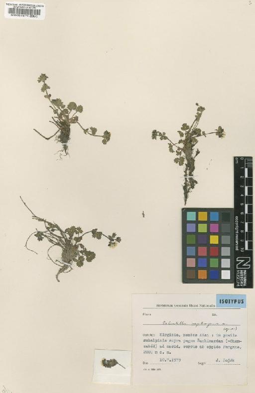 Potentilla nephrogena Soják - BM000551674