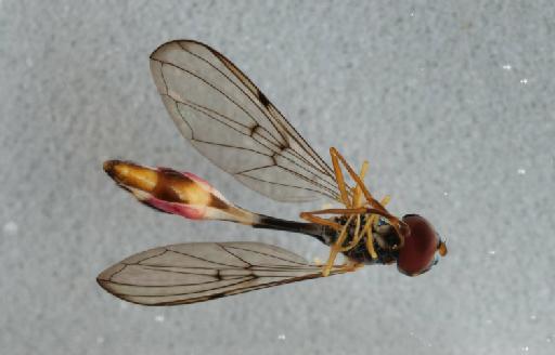 Baccha elongatus (Fabricius, 1775) - 014036802_ventral_processed