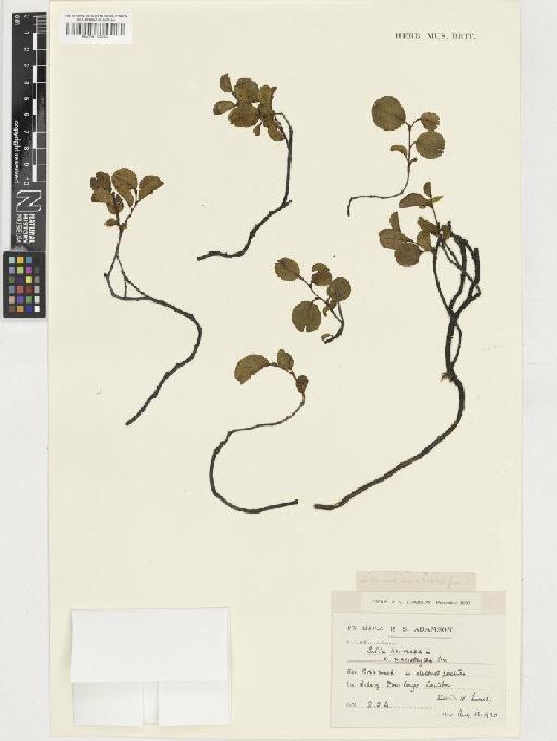 Salix herbacea L. - BM001129994