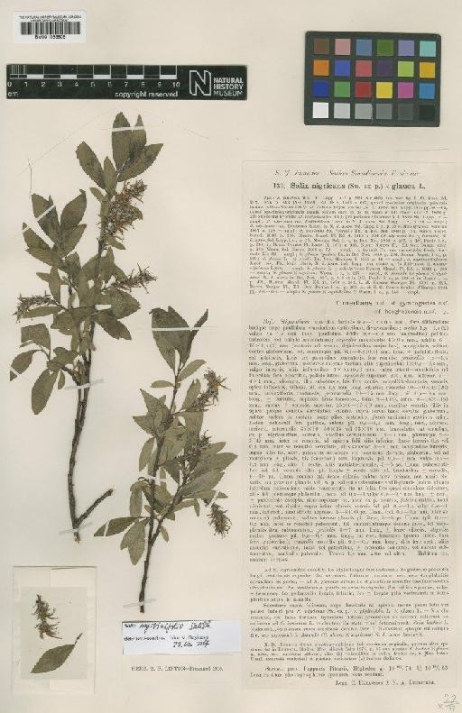 Salix glauca L. - BM001066909