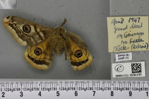 Saturnia pavonia (Linnaeus, 1758) - BMNHE_1636150_203625