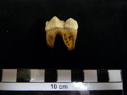 Ursus arctos Linnaeus, 1758 - M 41397 Ursus arctos lower m1 tooth. 1