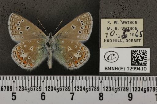 Polyommatus icarus icarus ab. obsoleta Gillmer, 1908 - BMNHE_1299410_150312