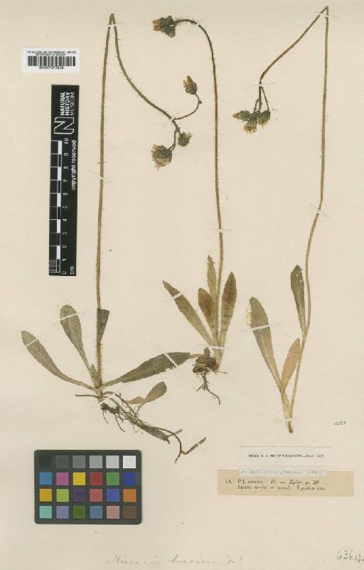 Hieracium floribundum subsp. suecicum (Fr.) Nägeli & Peter - BM001047949