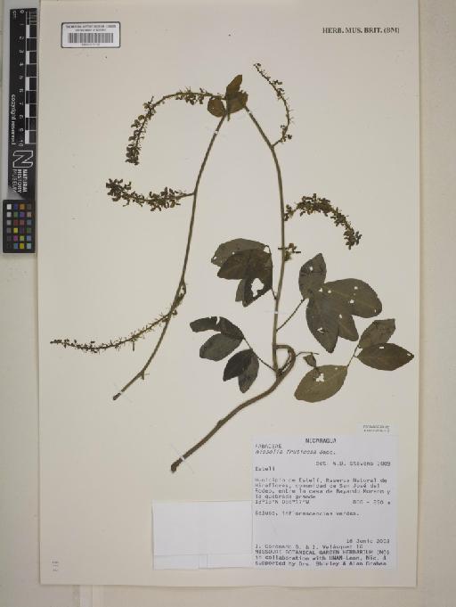 Nissolia fruticosa Jacq. - BM001172198