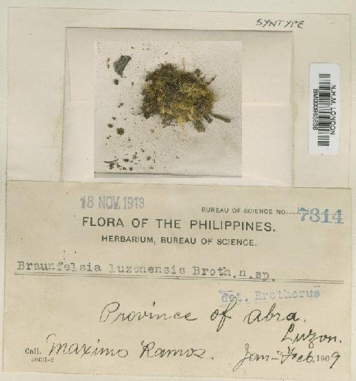 Braunfelsia luzonensis Broth. - BM000965836