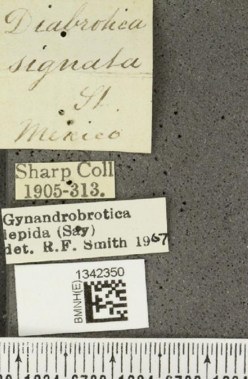 Gynandrobrotica lepida (Say, 1835) - BMNHE_1342350_label_23190