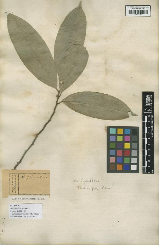Marsypopetalum pallidum (Blume) Backer - BM001191938