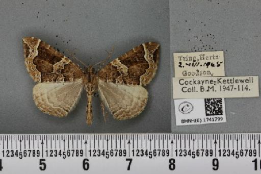 Eulithis prunata (Linnaeus, 1758) - BMNHE_1741799_320537