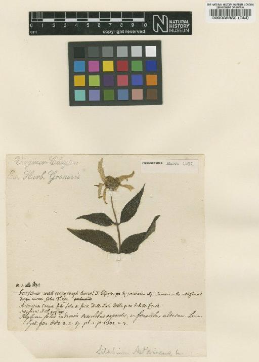 Silphium asteriscus L. - BM000038859