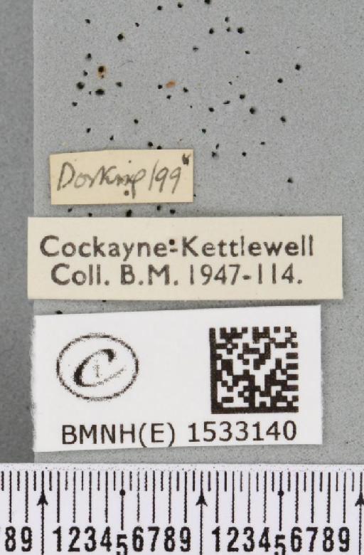 Cilix glaucata (Scopoli, 1763) - BMNHE_1533140_label_201388