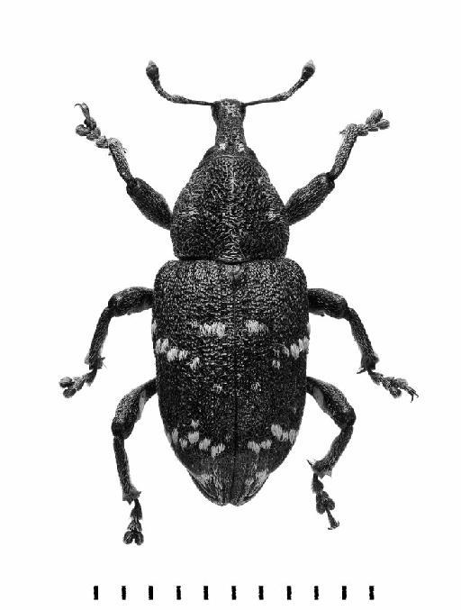 Hylobius abietis (Linnaeus, 1758) - Hylobius abietis-BMNH(E)1237653-dorsal mono