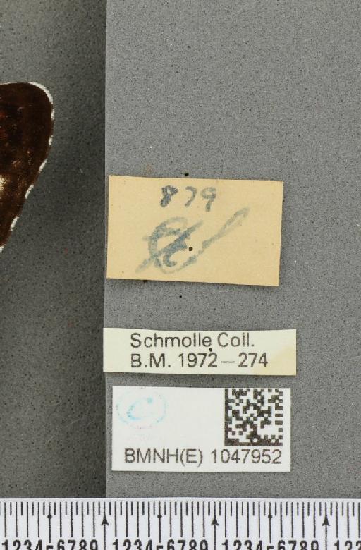 Limenitis camilla (Linnaeus, 1764) - BMNHE_1047952_a_label_42936