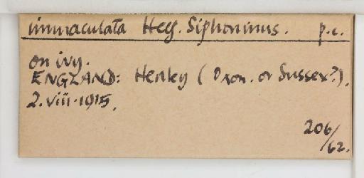 Siphoninus immaculata Heeger, 1856 - 013503482_additional