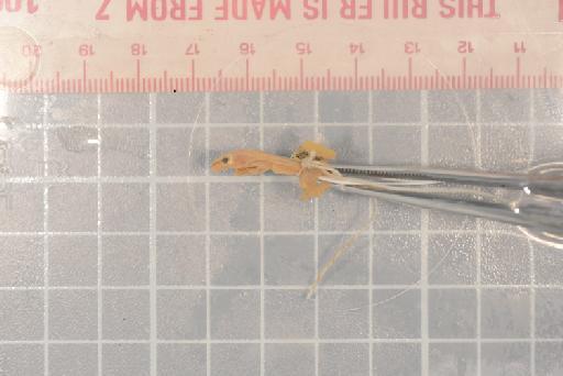 Hyperolius pusillus (Cope, 1862) - 1947.2.11.30_Image003
