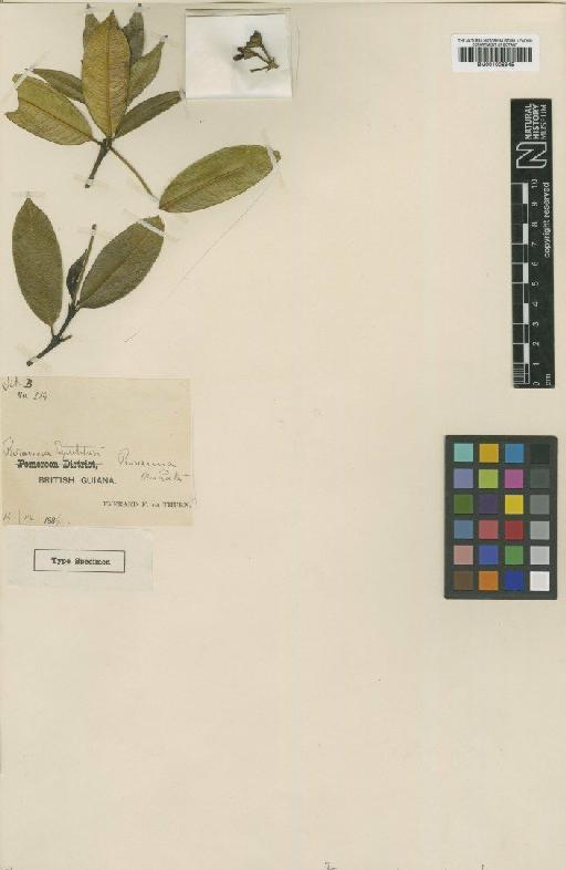 Psychotria transiens Wernham - BM001008945