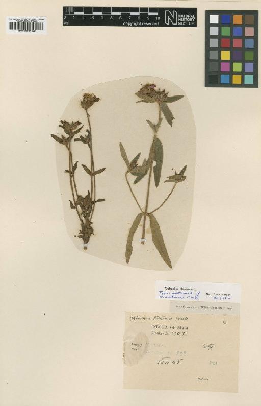 Osbeckia chinensis L. - BM000944332