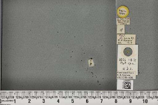 Melanagromyza minora Spencer, 1959 - BMNHE_1470051_44888