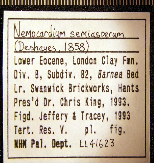 Nemocardium semiasperum (Deshayes, 1858) - LL 41623. Nemocardium semiasperum (label 1)