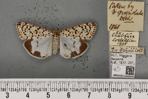 Utetheisa pulchella (Linnaeus, 1758) - BMNHE_1662879_283374