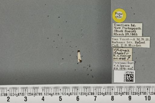 Ophiomyia haydeni Spencer, 1973 - BMNHE_1471761_47423