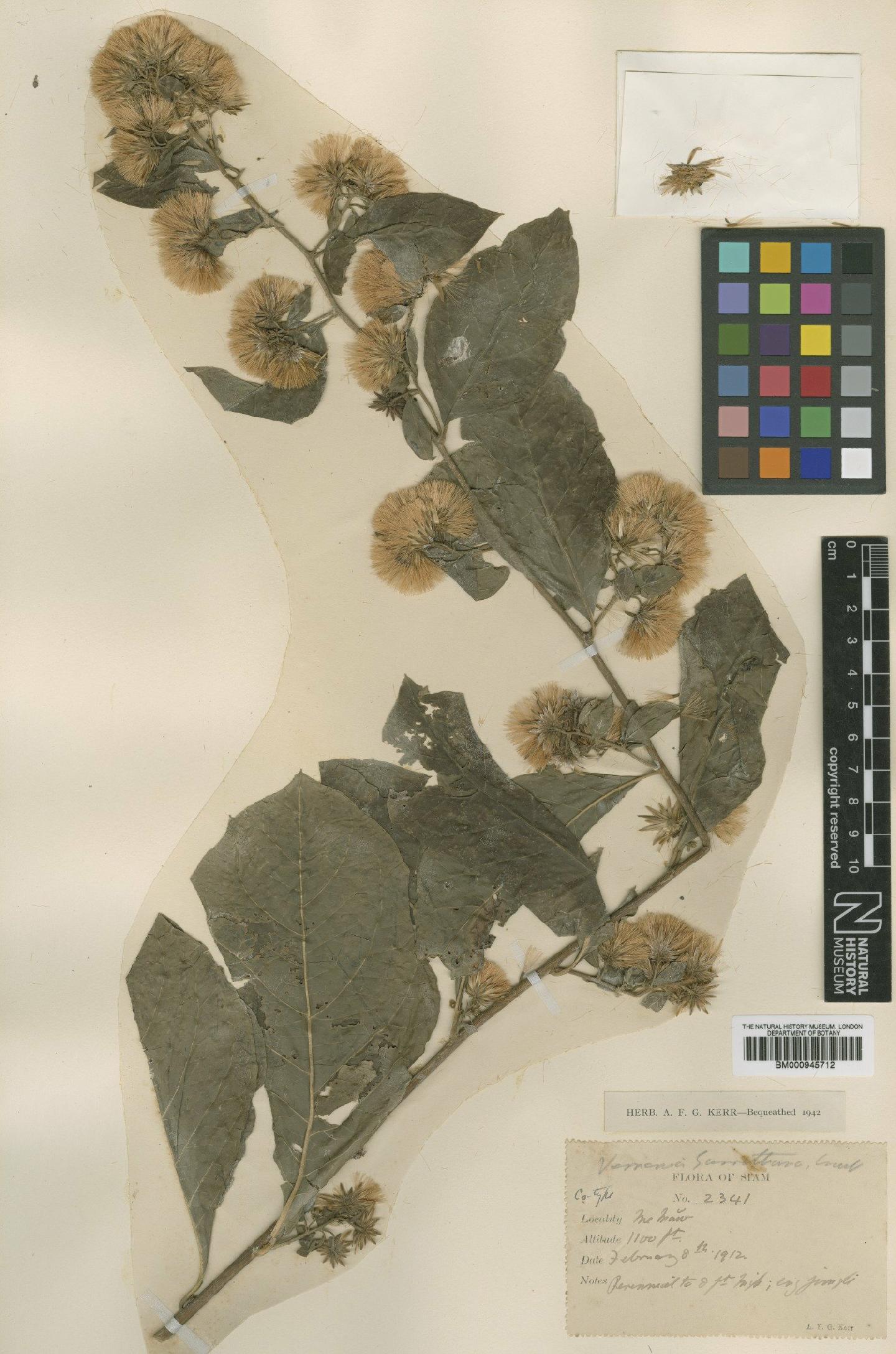 To NHMUK collection (Vernonia garrettiana Craib; Type; NHMUK:ecatalogue:1792)