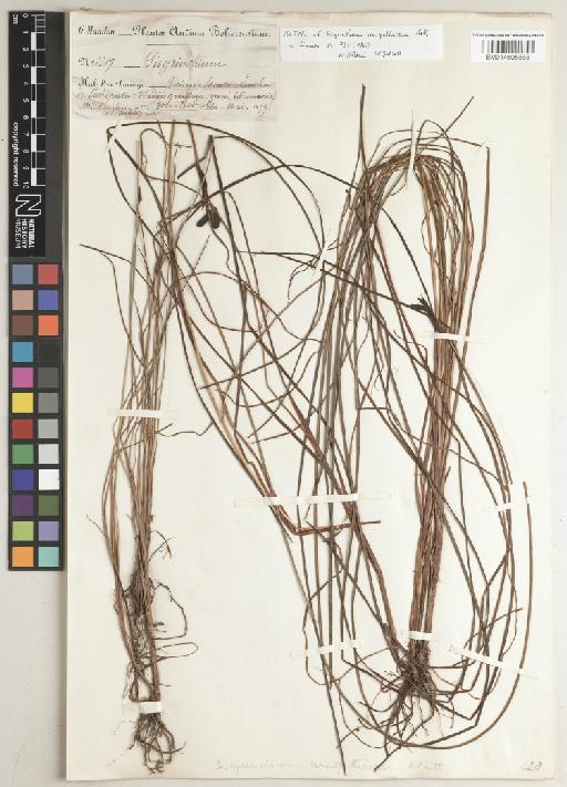 Sisyrinchium unispathaceum Klatt - BM014605565