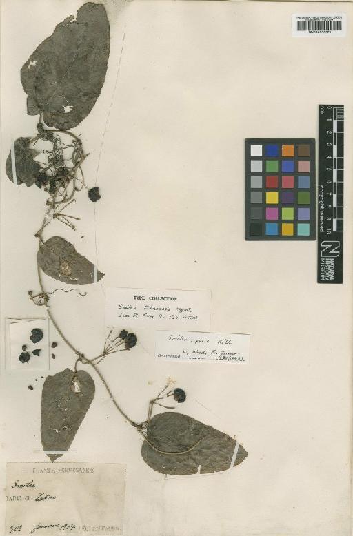 Smilax riparia A.DC. - BM000958221