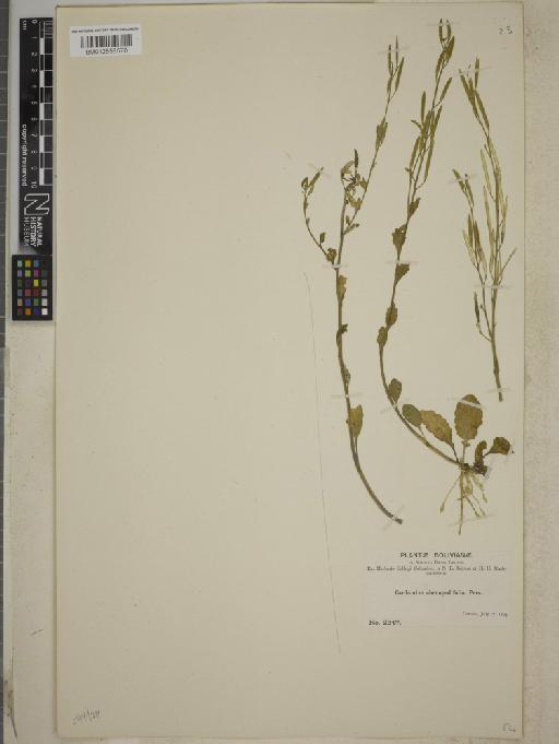 Cardamine chenopodifolia Pers. - BM012558570