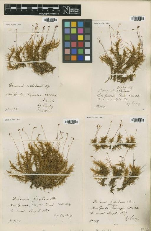 Dicranum frigidum Müll.Hal. - BM000879566_a