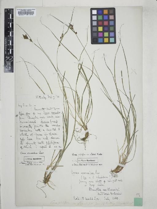 Carex pilulifera L. - 000057158