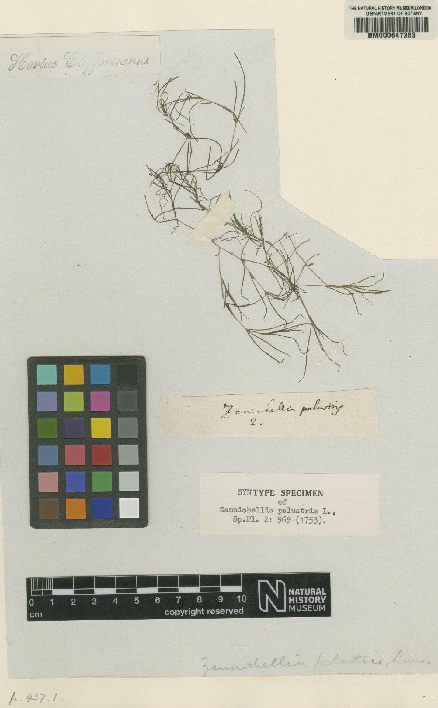 To NHMUK collection (Zannichellia palustris L.; Original material; NHMUK:ecatalogue:4703272)