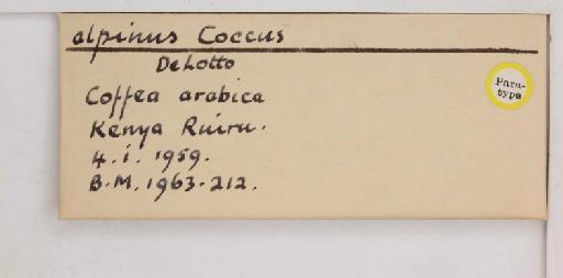 Coccus alpinus De Lotto, 1960 - 010713730_additional