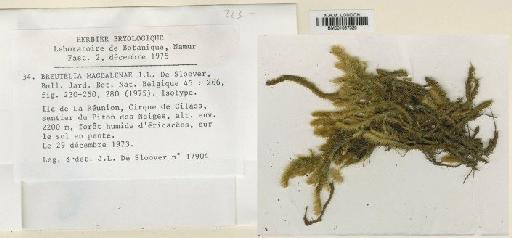Breutelia magdalenae De Sloover - BM001087320
