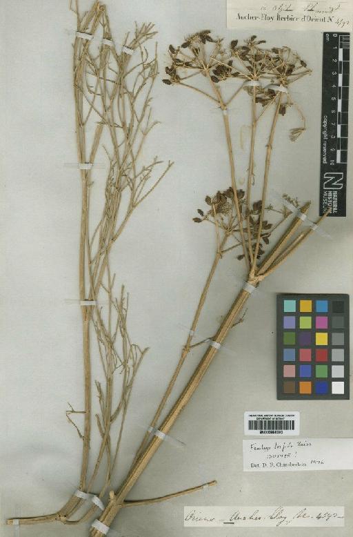 Ferulago angulata (Schltdl.) Boiss - BM000885392