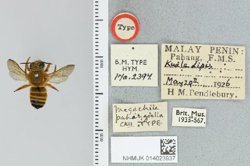 Chalicodoma pahangiellum Cockerell, 1927 - 014023937_835581_1629606-