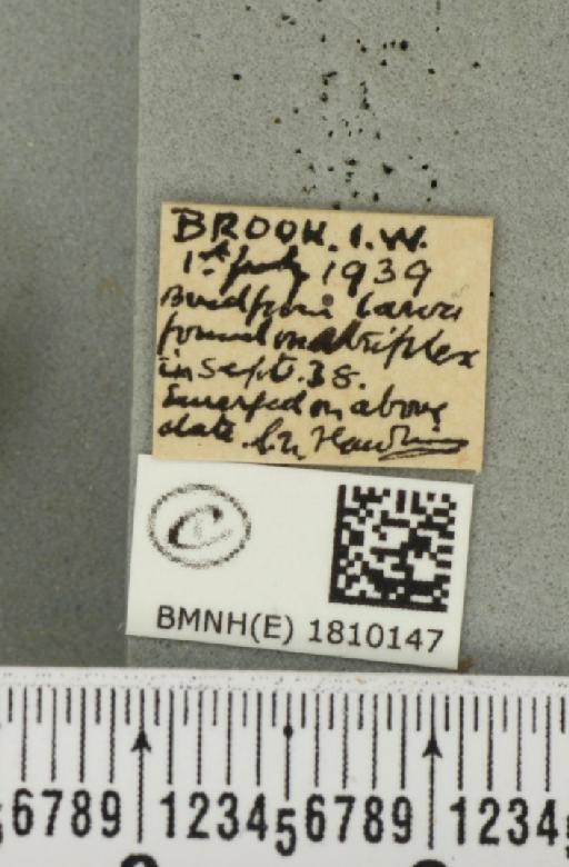 Eupithecia simpliciata (Haworth, 1809) - BMNHE_1810147_label_386111
