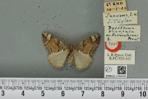 Dysstroma truncata truncata ab. fuscorufescens Prout, 1938 - BMNHE_1768924_349630