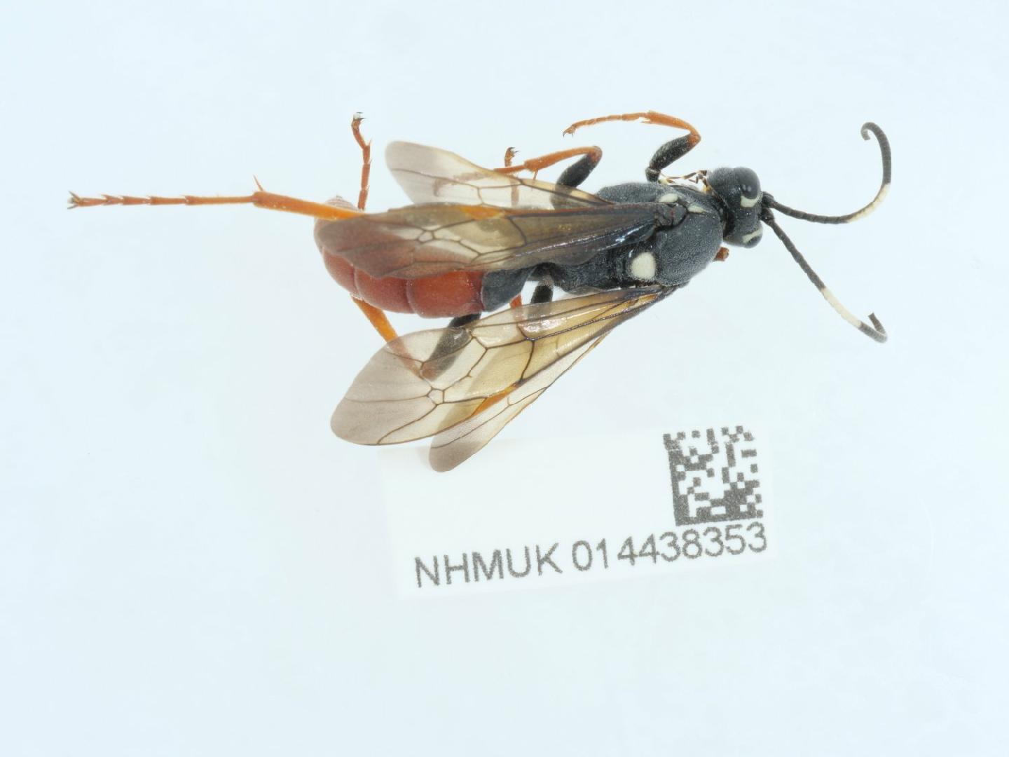 Amblyjoppa fuscipennis