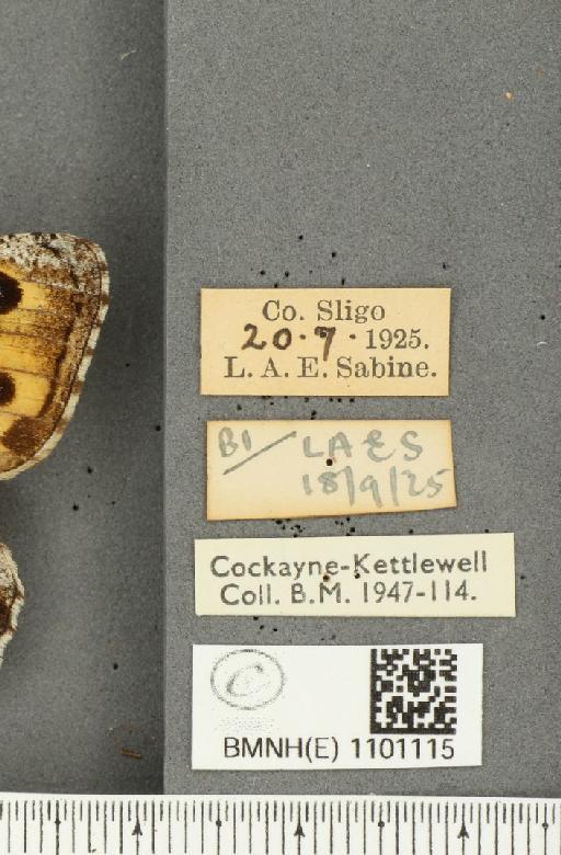 Hipparchia semele hibernica Howarth, 1971 - BMNHE_1101115_label_11847