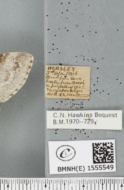 Calliteara pudibunda (Linnaeus, 1758) - BMNHE_1555549_label_254599