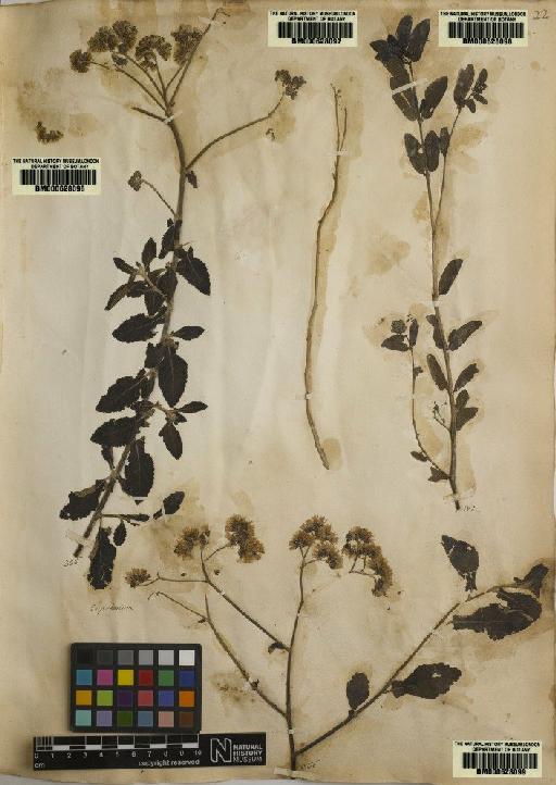 Eupatorium zeylanicum L. - BM000628096