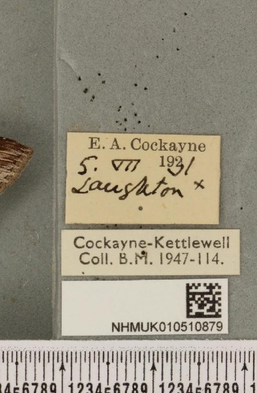Cucullia asteris (Denis & Schiffermüller, 1775) - NHMUK_010510879_label_568610