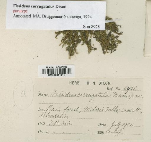 Fissidens somaliae Müll.Hal. - BM000871911