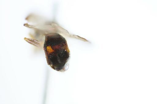 Argentinomyia aeneus (Williston, 1891) - Ocyptamus aenea ST abdomen