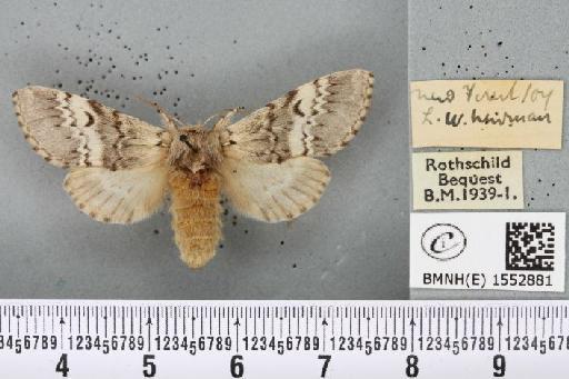 Drymonia ruficornis ab. argentea Closs, 1916 - BMNHE_1552881_243670