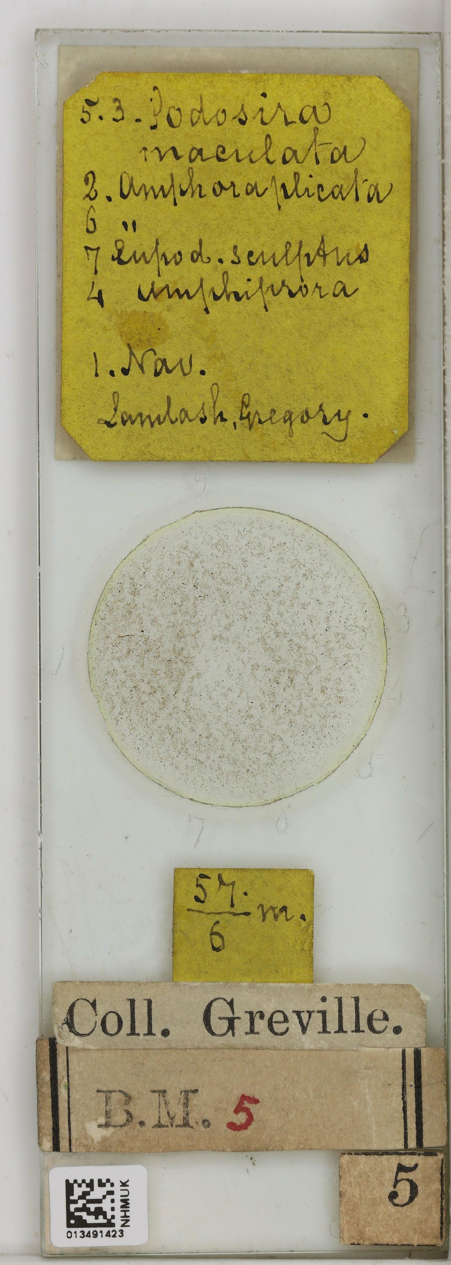 To NHMUK collection (Navicula versicolor Grunow; NHMUK:ecatalogue:4728328)