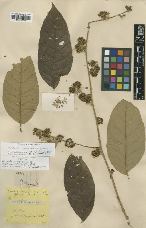 Piptocarpha poeppigiana (DC.) Baker - BM001009216